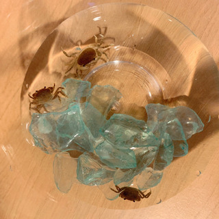 サワガニお譲りします🦀