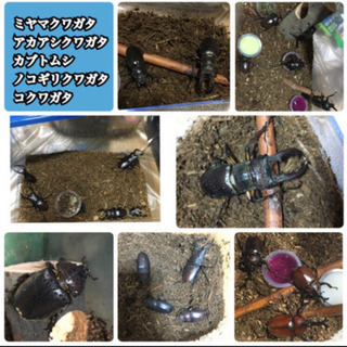 ノコギリクワガタ コクワガタ ミヤマクワガタ カブトムシ