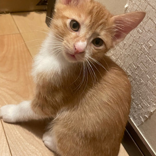 子猫の里親さん募集④