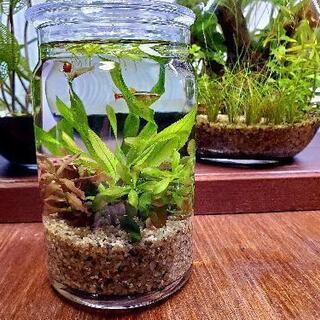 ミニ ボトルアクアリウム(1)