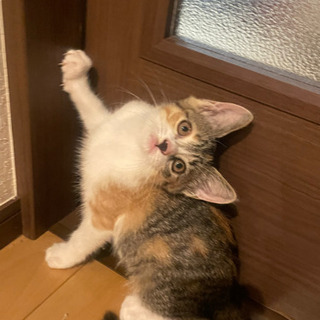 里親さん募集⑤
