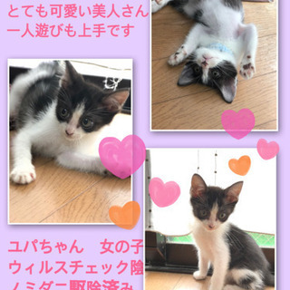 とても美人なハチワレ女子　里親募集中