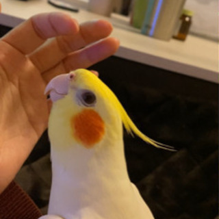 オカメインコを探しています