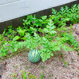 ★親子で参加★ 自家菜園🍅🍆🥒で具沢山なピザ作り♪♪の画像