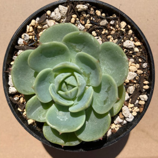 多肉植物　グリーンアバラロニ