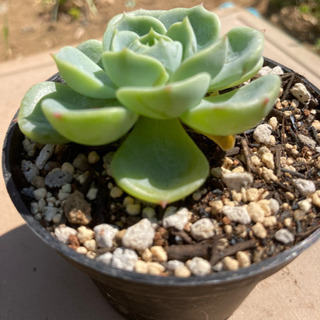 多肉植物　グリーンアバラロニの画像