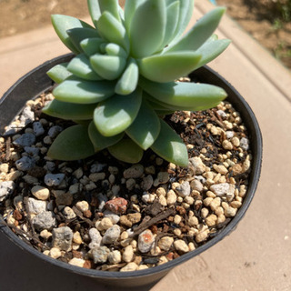 多肉植物　ブルーブリトーの画像