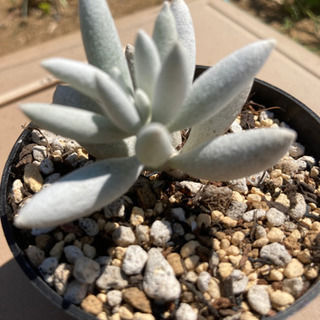 多肉植物　ハオルチー