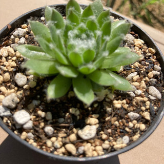 多肉植物　アイシクル