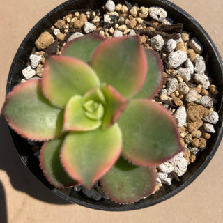 多肉植物　キウィ