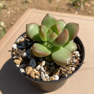 多肉植物　ルベストリマの画像