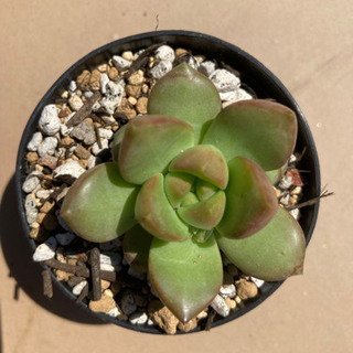 多肉植物　ルベストリマ