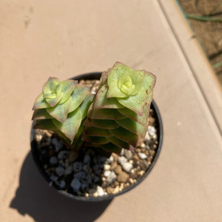 多肉植物　パーフォレークヴァリエガーター