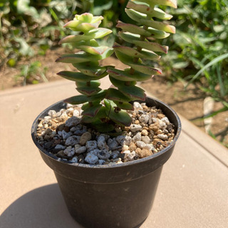 多肉植物　パーフォレークヴァリエガーターの画像