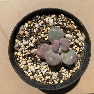 多肉植物　アメジスティナム