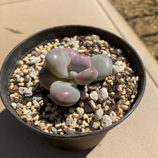 多肉植物　アメジスティナムの画像