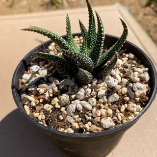 多肉植物　ファスキアータの画像