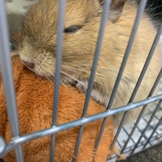 デグー里親募集