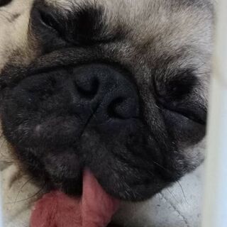 里親募集です！ - 犬