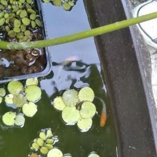 メダカ（弁天紅白）の画像