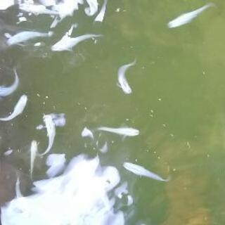 メダカ（深海マリンブルー）の画像