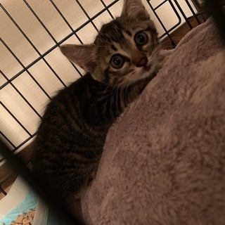甘えん坊の女の子　キジ猫ちゃんの里親募集