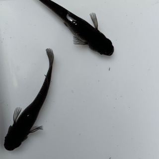 風ちゃんめだか。＋αに絶対的自信あり！！オロチの卵20個＋αの画像