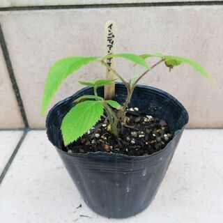 ラズベリー　インディアンサマー　①