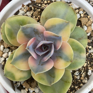 多肉植物　ウエストレインボー