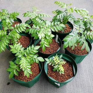 カレーリーフ苗木　5号鉢　昨秋発芽