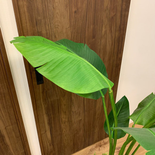 【無料】観葉植物　フェイクの画像