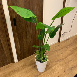 【無料】観葉植物　フェイク