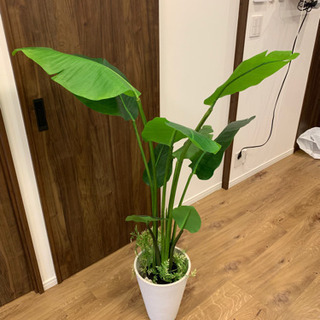 【無料】観葉植物　フェイクの画像