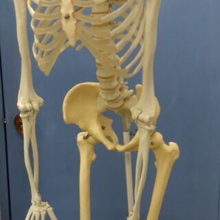 【取引先決まりました】★人骨模型差し上げます★
