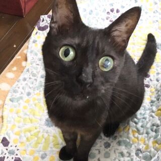 飼い主さん他界のちびくろ。人見知りだけど甘ったれ。