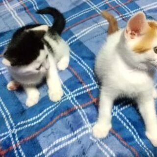 今年6月に産まれたオスの子猫二匹。