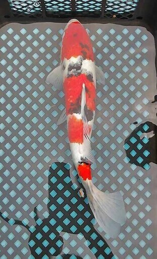 錦鯉　４３ｃｍ