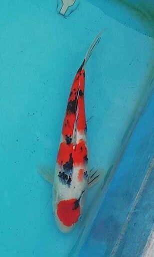 錦鯉４８ｃｍ