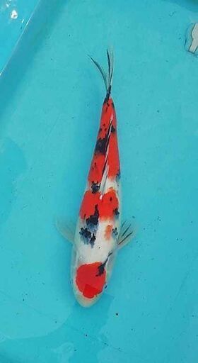 錦鯉４８ｃｍ