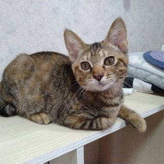 子猫の里親募集 計4匹
