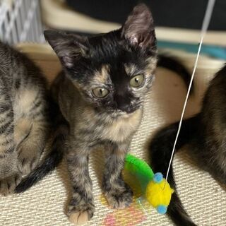 ２ヶ月半　サビの女の子 − 滋賀県