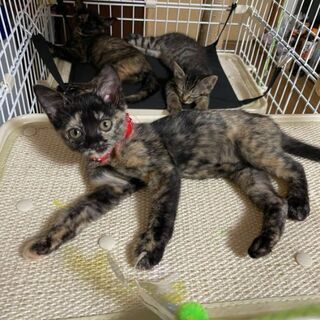 ２ヶ月半　サビの女の子 - 猫