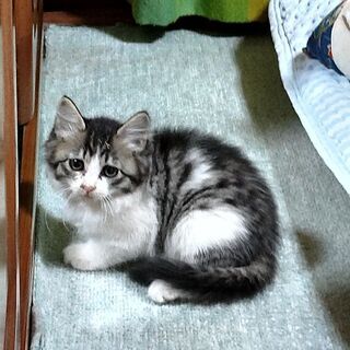保護子猫 - 袖ケ浦市