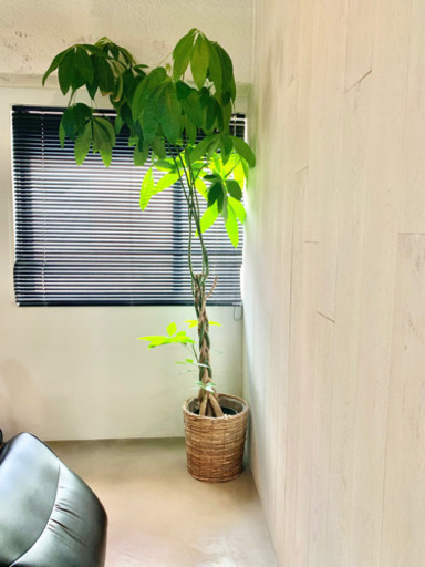 観葉植物200センチ