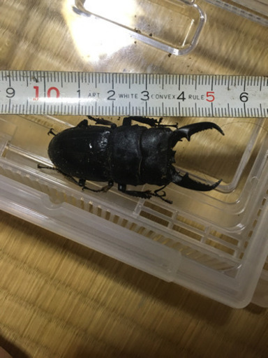 話し合い中、ヒラタクワガタ3匹