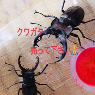 クワガタ売って下さい