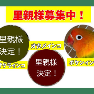 【ボタンインコ里親様募集中☆】優しい里親様からのご応募お待ちして...