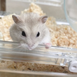 ジャンガリアンハムスター(オス)/里親募集中🐹受付停止中