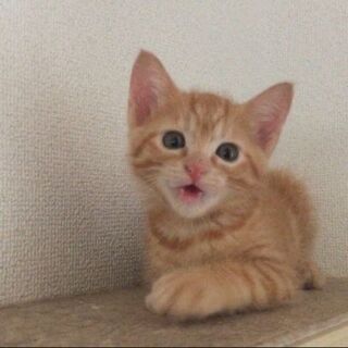 【譲渡完了】まっすぐしっぽの大元気チャトラ(オス)【受付終了】