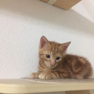 【譲渡完了】短いしっぽのマイペースなアメショ風チャトラ男子【ｴｲ...